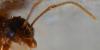 247871 – Photo : Philippe Legros – France (81)